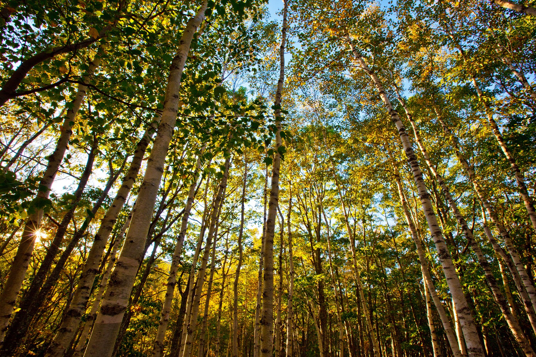 What is a forest 67 What is a forest 27